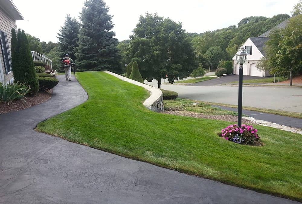 Everything You Need to Know About Grass Cutting and Lawn Care