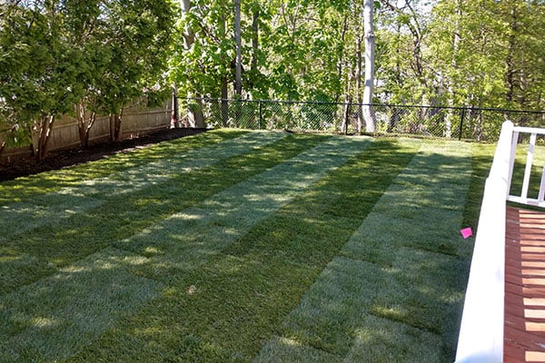 From Dirt to Dream Lawn: The Process of New Lawn Installation