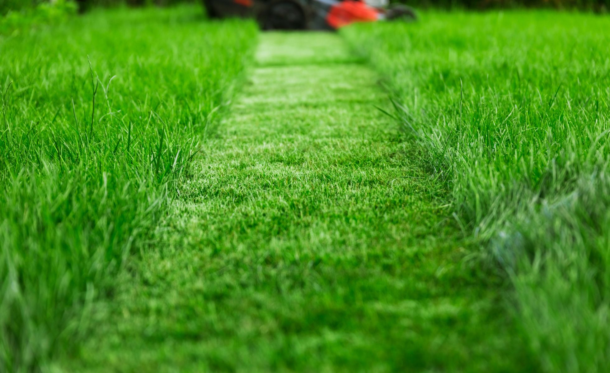 🌿 Why Professional Landscaping Services are Essential for a Lush Lawn: Steve’s Services Can Make It Happen! 🌿