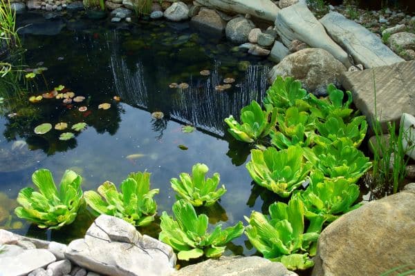 -Perennial-Gardens-Ponds