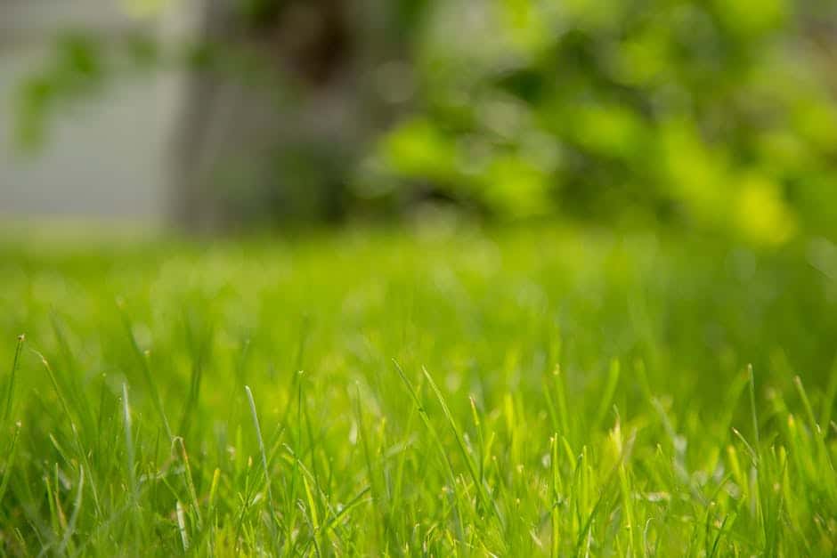 Lawn Installation Decoded: From Planning to Enjoying Your New Grass