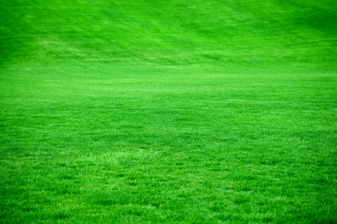 Green Up Your Garden: Fertilizer Tips for Thriving New Sod