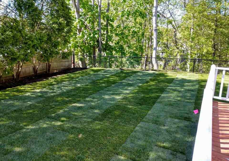 Laying the Green: A Guide to Sodded Lawn Installation