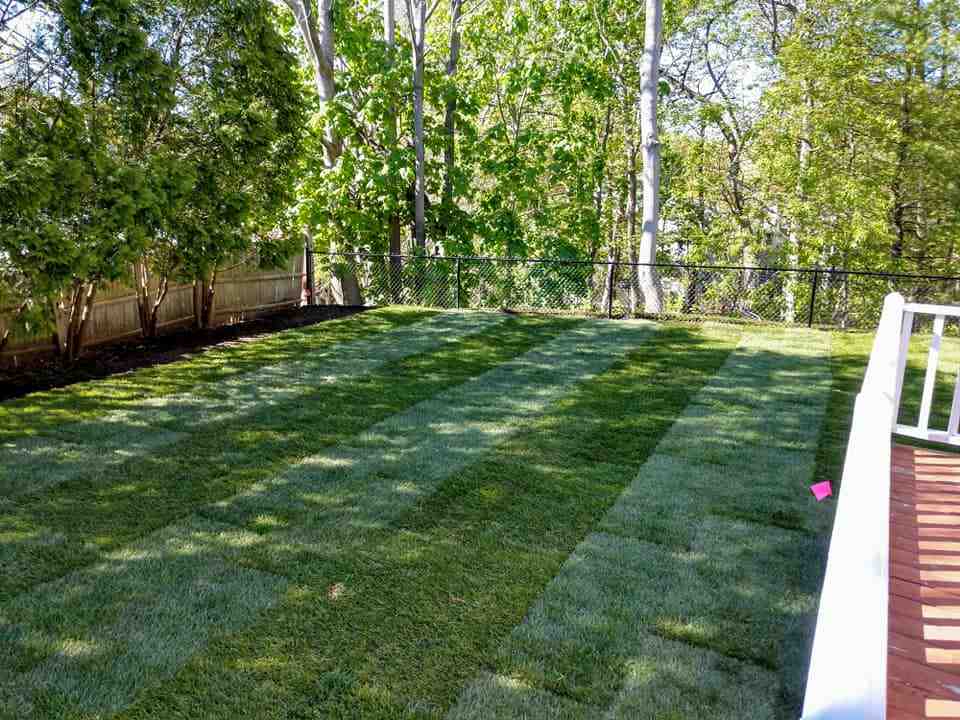 Laying the Green: A Guide to Sodded Lawn Installation