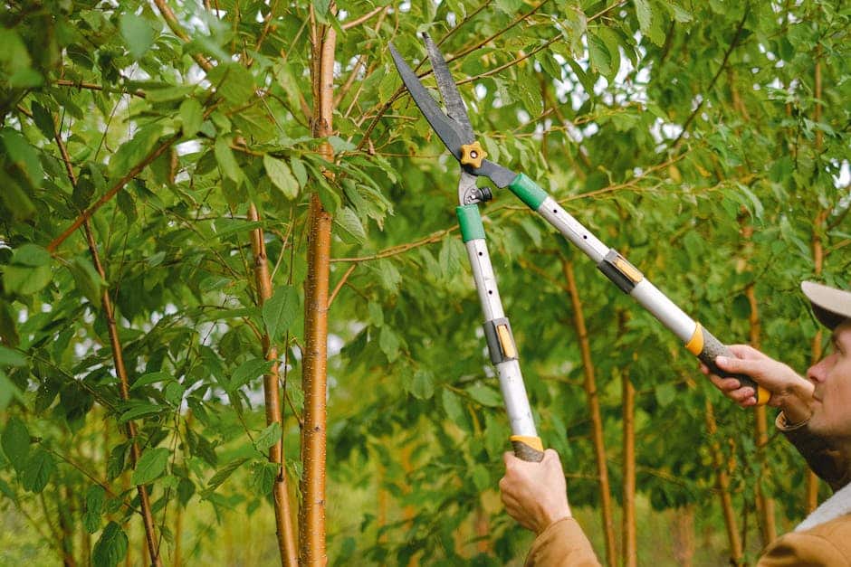 Essential Tips for Tree Pruning and Removal: Safety and Cost Considerations