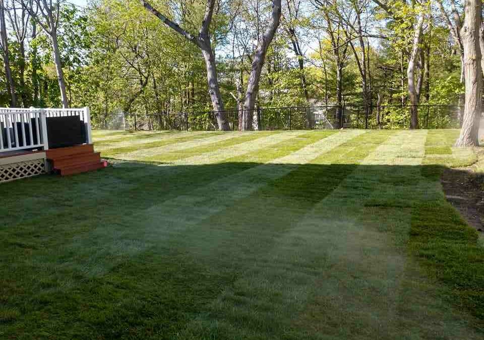 Your Guide to Finding Reliable Lawn Mowing Services Nearby