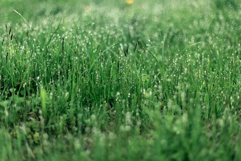 Liquid Lawn Seed: The Best Products for Quick and Easy Lawn Care