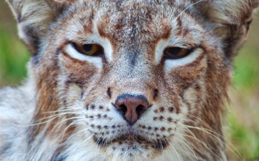 Bobcats in Your Backyard: What You Need to Know