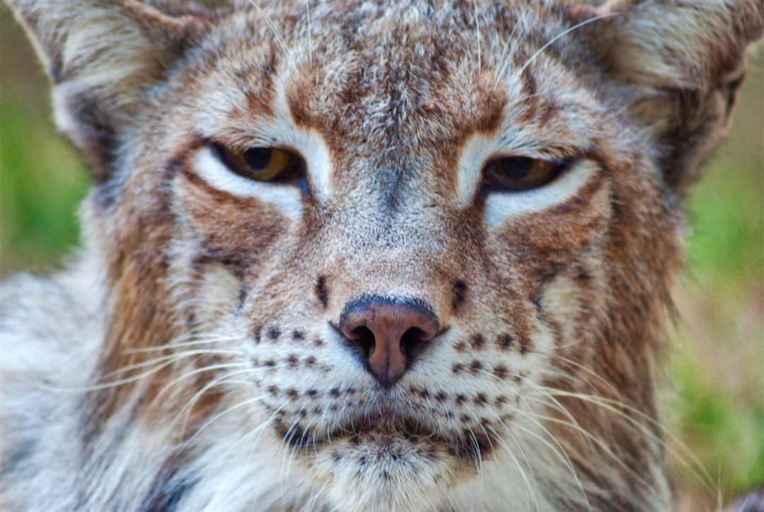 Bobcats in Your Backyard: What You Need to Know