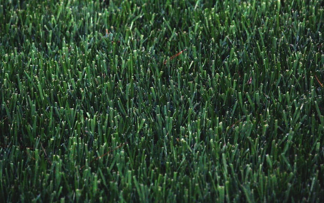 Lawn Preparation for Hydroseeding: Ensuring a Lush Outcome
