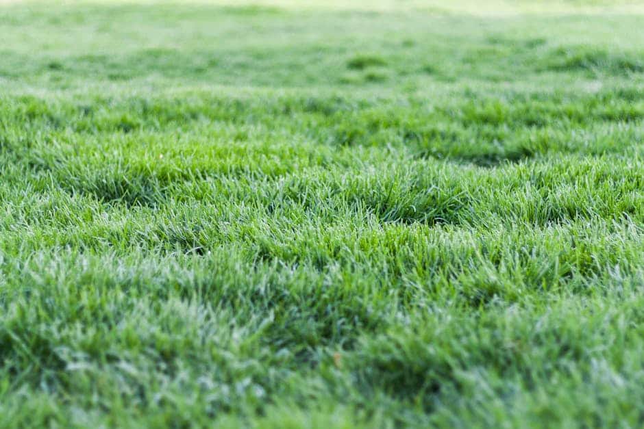 Why Is My Hydroseeded Lawn Patchy? Solutions and Care Tips Why Is My Hydroseeded Lawn Patchy? Solutions and Care Tips