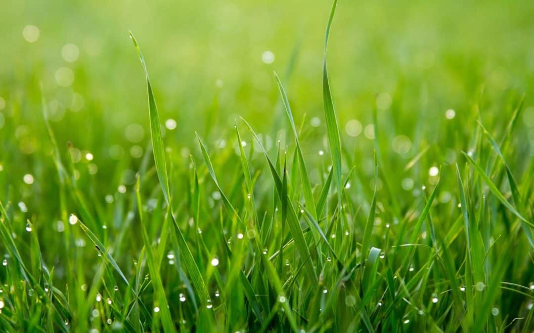 Understanding Hydroseeding: Techniques, Benefits, and Tips