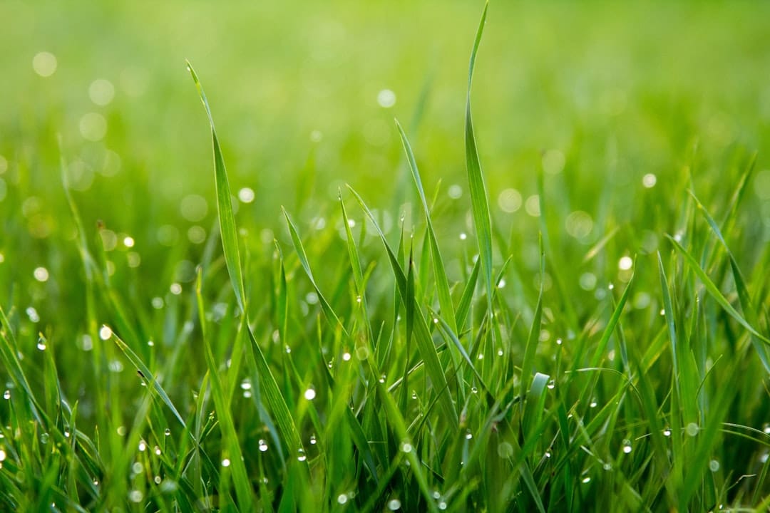 Understanding Hydroseeding: Techniques, Benefits, and Tips Understanding Hydroseeding: Techniques, Benefits, and Tips