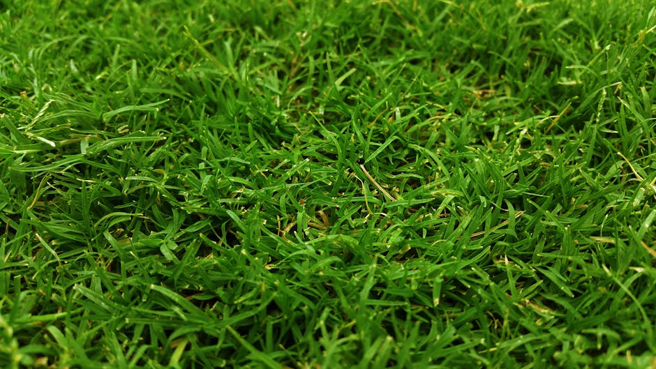 16-4-8 Fertilizer: The Ultimate Guide to Greener Lawns