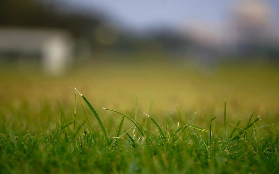 A Quick Start Guide to Professional Lawn Installation Services