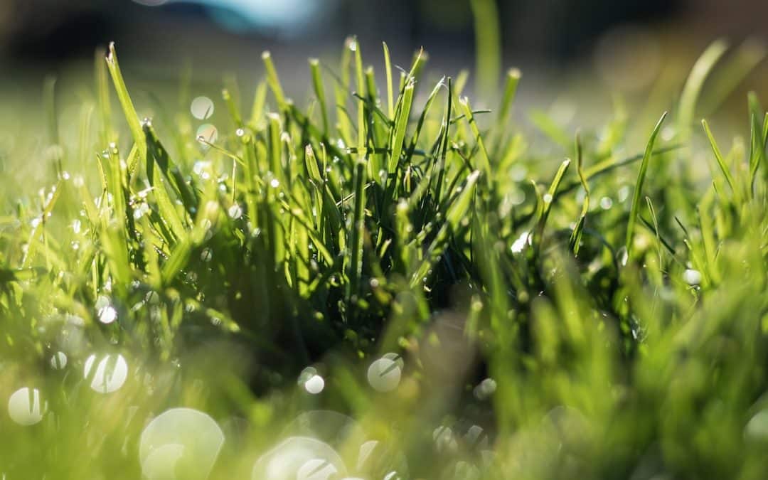 Liquid Lawn Feed Guide – Fast-Acting Fertilizers for a Lush Lawn