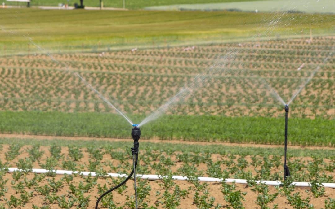 How to Go Green with a Water Efficient Sprinkler System