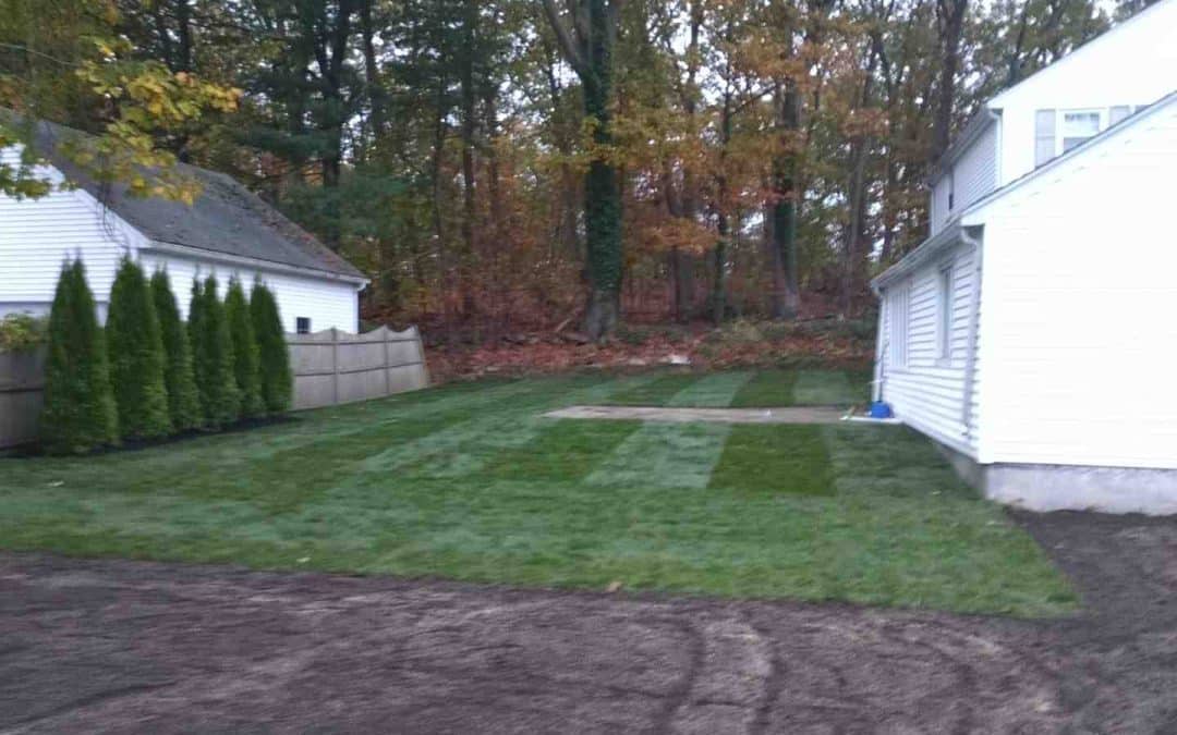 Sod Shockers: What to Expect When Resodding Your Lawn