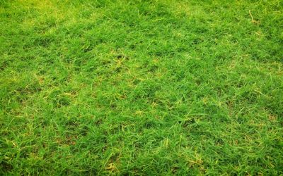 Feed Your Lawn Right for a Green Summer