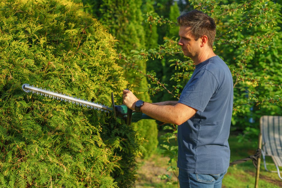 Will Privet Cope With Hard Pruning?