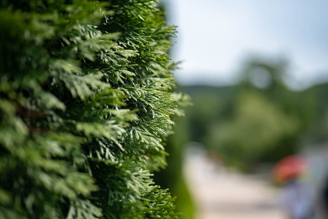 10 Smart Strategies for Hedge Trimming Services