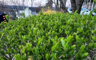 Cotoneaster Hedge Trimming: When and How to Prune for Peak Health