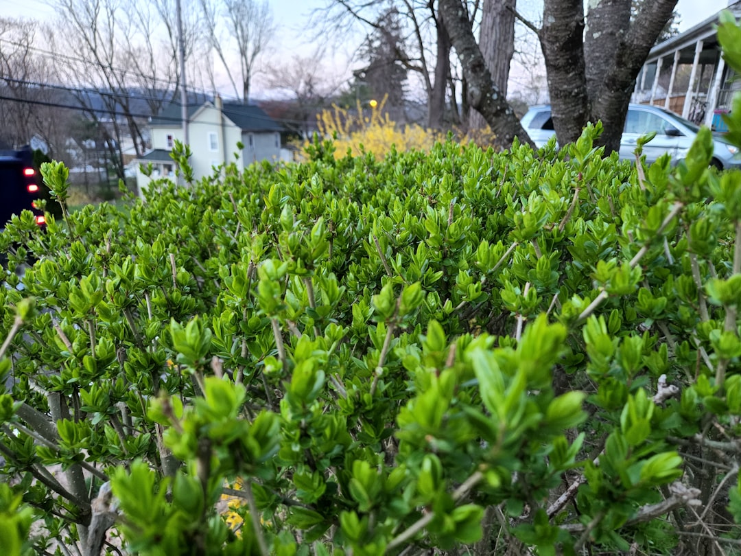 Cotoneaster Hedge Trimming: When and How to Prune for Peak Health Cotoneaster Hedge Trimming: When and How to Prune for Peak Health