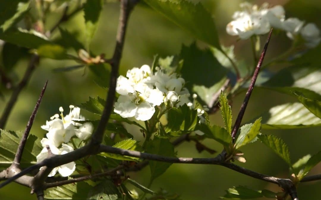 Don’t Get Stuck! How and When to Prune Your Hawthorn Hedge