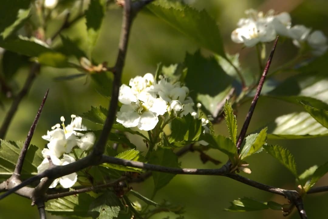 Don’t Get Stuck! How and When to Prune Your Hawthorn Hedge