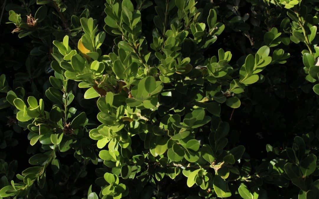 The Cut Above: When and How to Trim Your Boxwood Shrubs