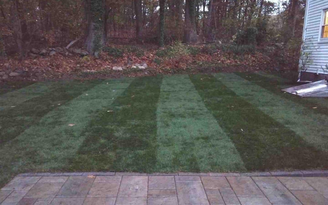 Don’t Let Your Yard Go Wild: Top Lawn Maintenance Tips for Burlington MA