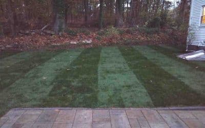Don’t Let Your Yard Go Wild: Top Lawn Maintenance Tips for Burlington MA