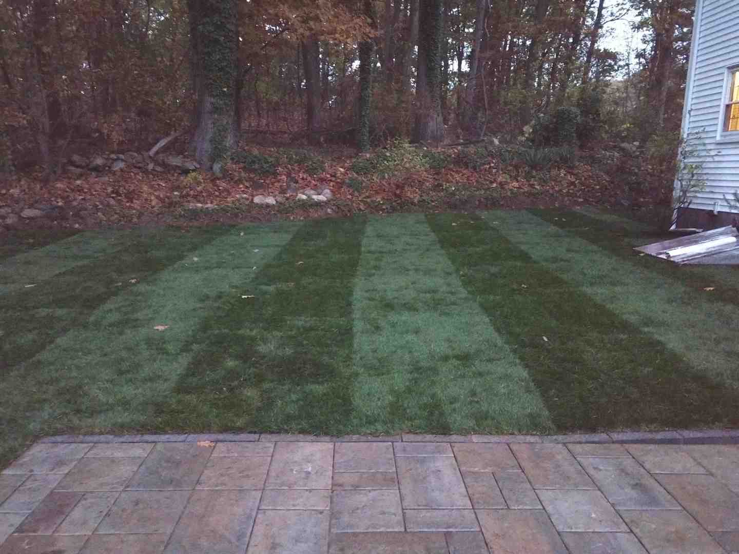 Don’t Let Your Yard Go Wild: Top Lawn Maintenance Tips for Burlington MA